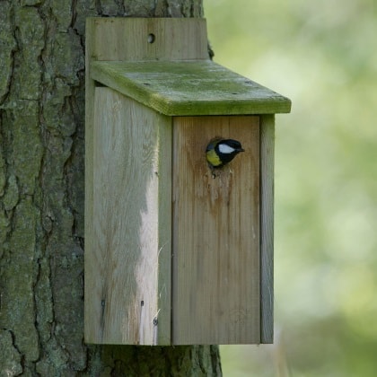 Nest Boxes instead of X-Boxes | The Wildlife Trust of 