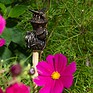 Antique Bronze Bee on a Thistle Cane Companion