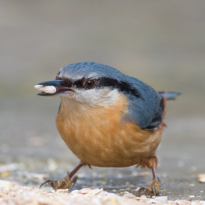 Bird Feeders