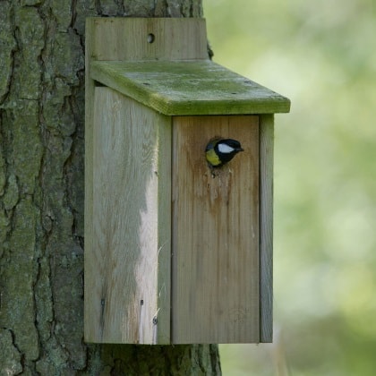 Bird Nest Boxes