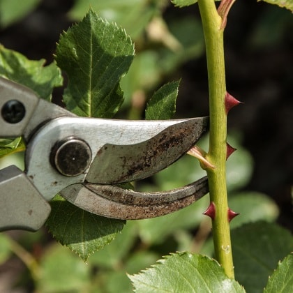Garden Hand Tools