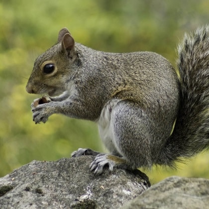 Wildlife Feeders