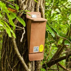 Treecreeper Nest Box