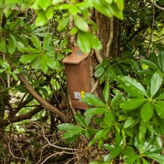 Treecreeper Nest Box