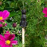 Antique Bronze Cat Cane Companion