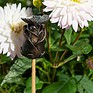 Antique Bronze Butterfly on a Rose Cane Companion