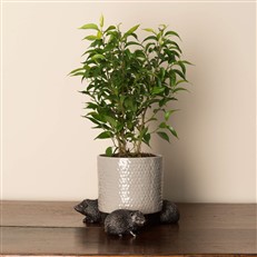 Hedgehog Plant Pot Risers