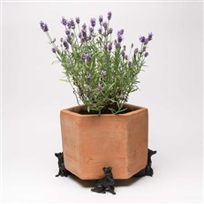 Bronze Jack Russell Terrier Pot Feet