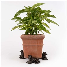 Resting Labrador Plant Pot Feet